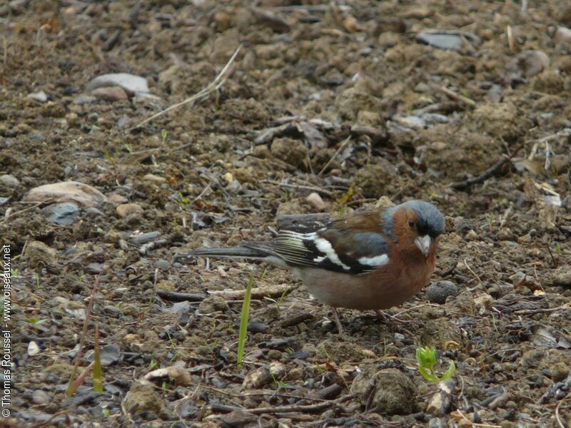 Pinson des arbres mâle adulte, identification