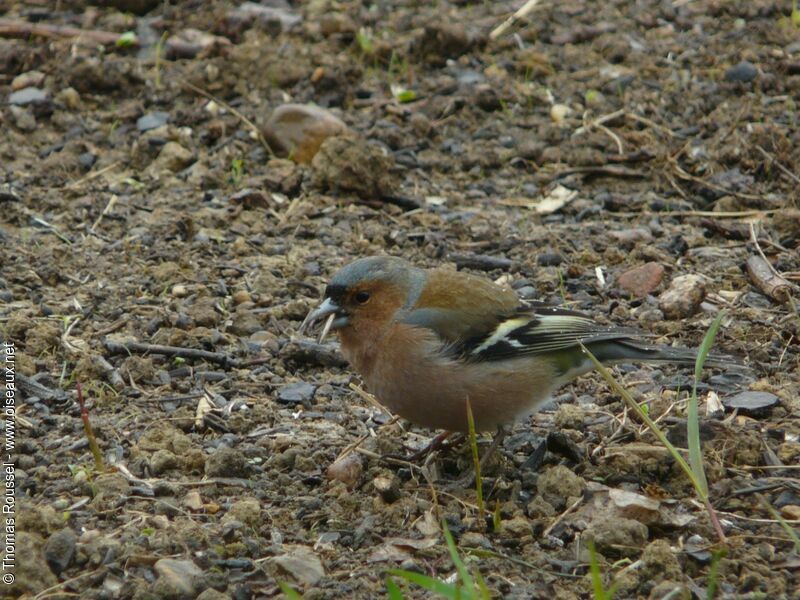 Pinson des arbres mâle adulte, identification