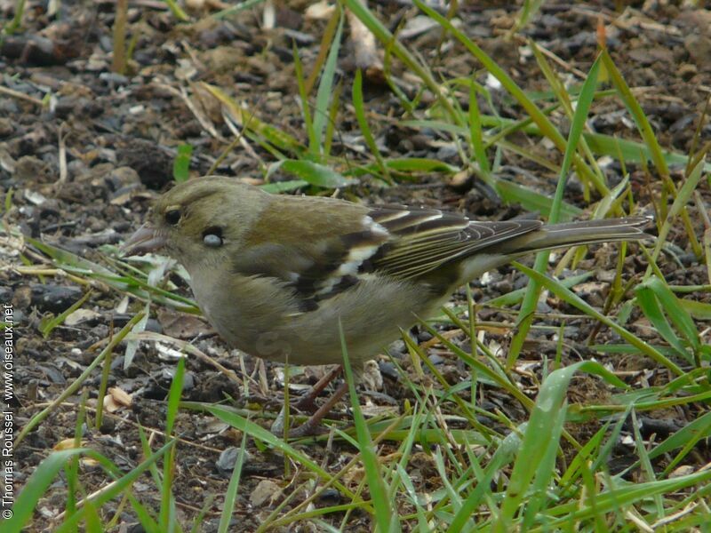 Eurasian Chaffinch female adult