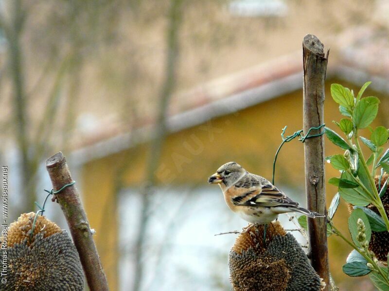 Brambling female