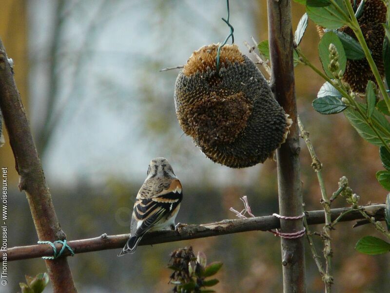 Brambling female