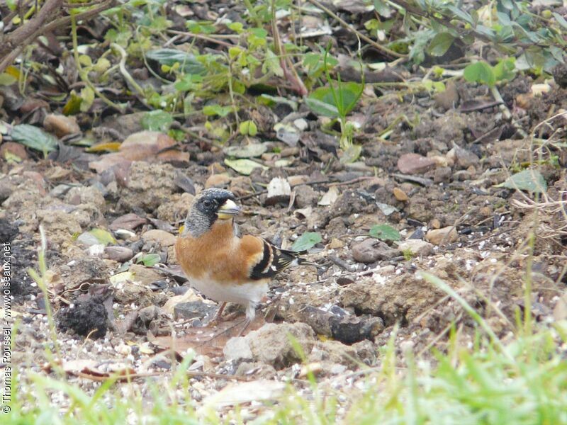 Brambling male adult