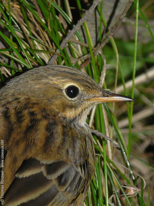 Meadow Pipit, identification