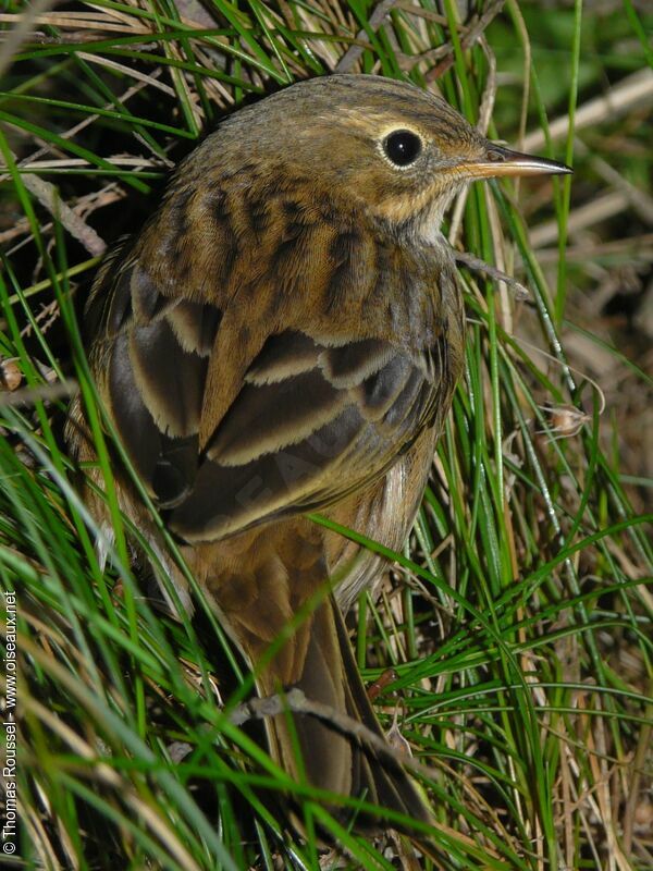 Meadow Pipit, identification