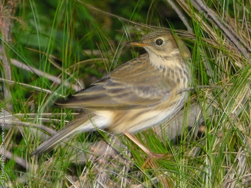 Meadow Pipit, identification