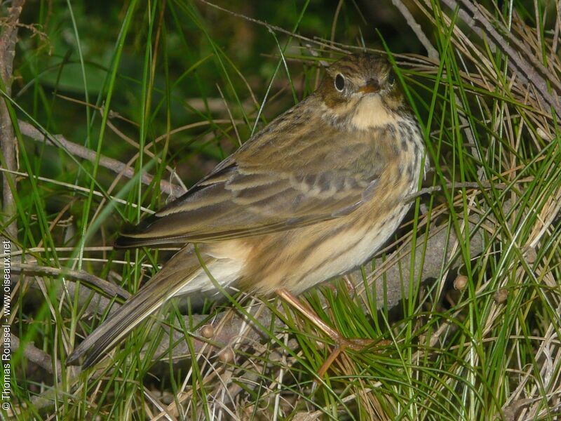 Pipit farlouse, identification