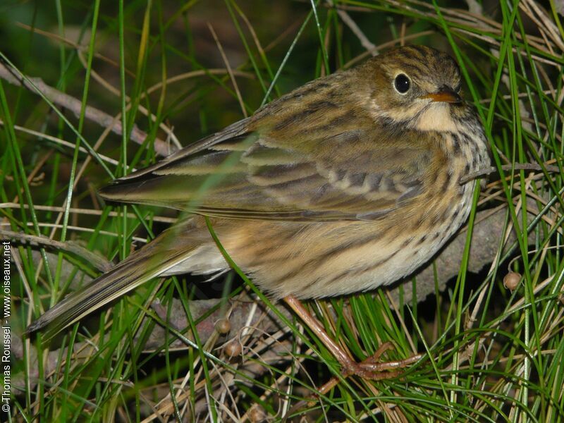 Meadow Pipit, identification