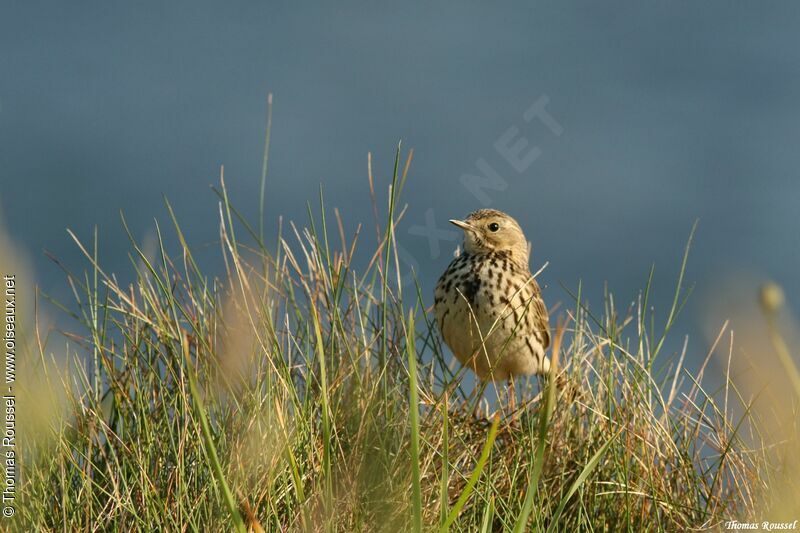 Pipit farlouse