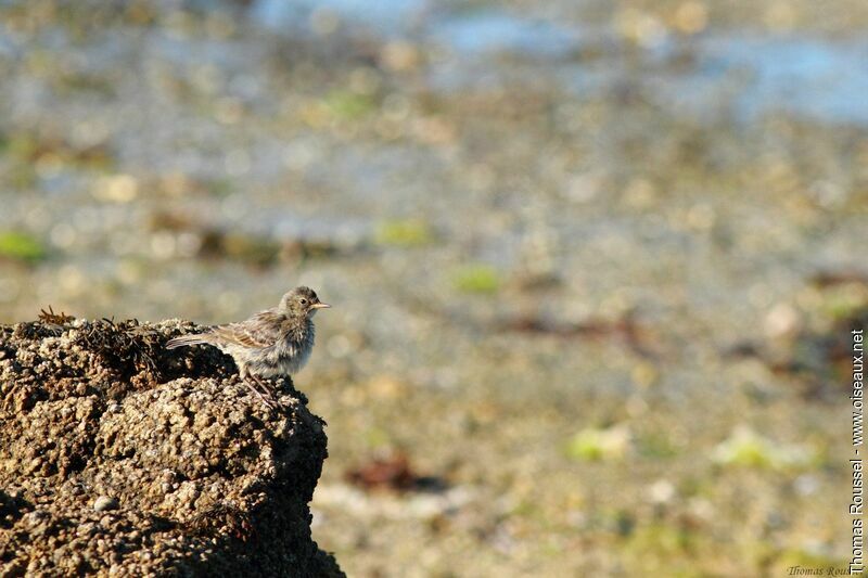 European Rock Pipit