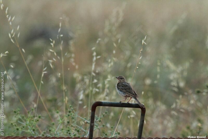 Pipit rousseline, identification