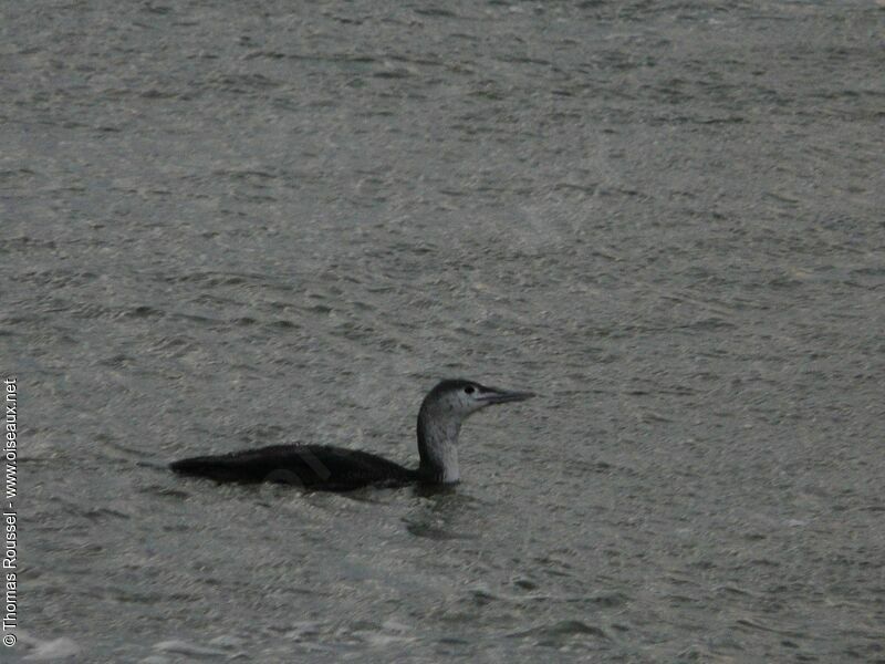 Plongeon catmarin, identification