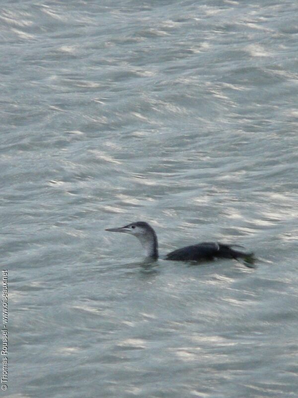 Plongeon catmarin