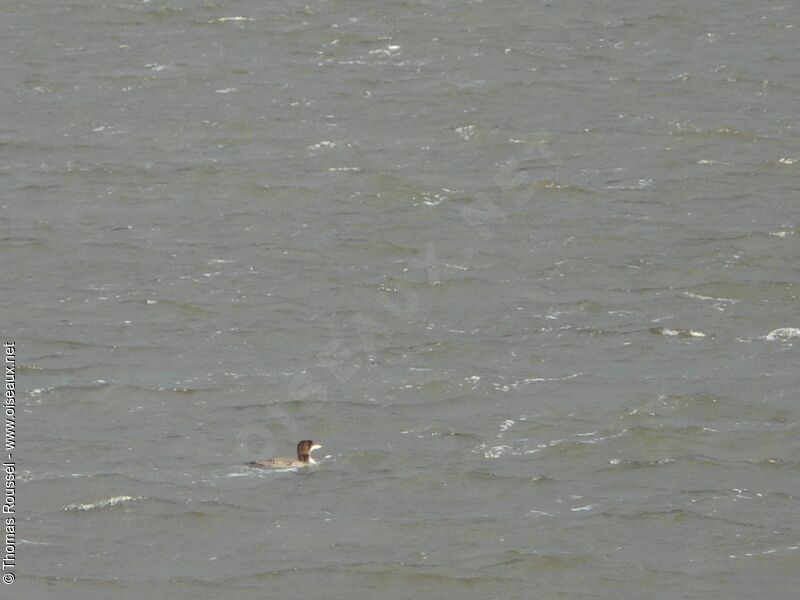 Common Loon, identification