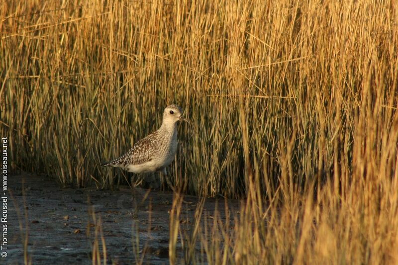 Grey Ploveradult post breeding, identification