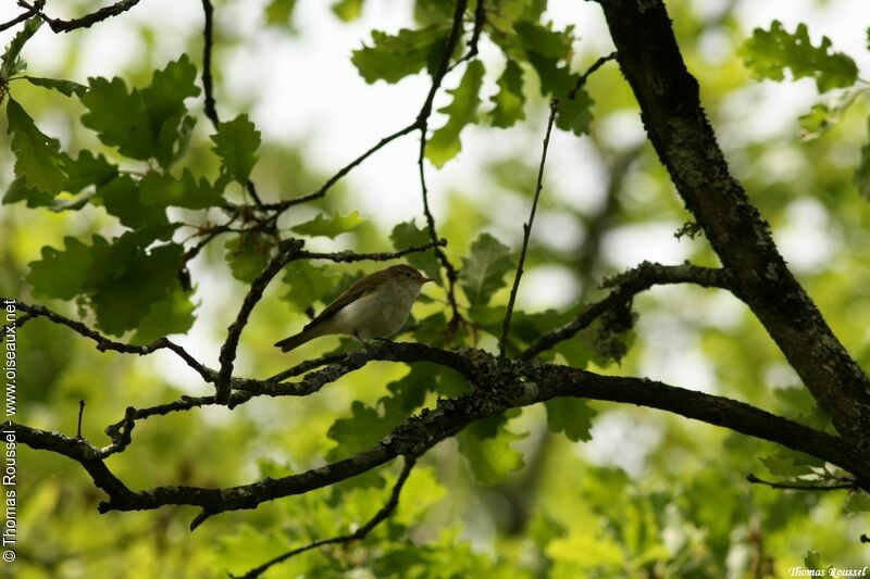 Pouillot de Bonelli, identification