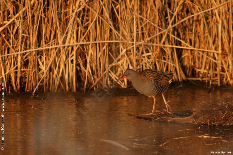 Water Rail, feeding habits