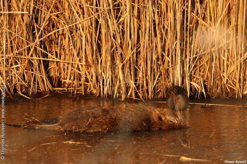 Water Rail, feeding habits