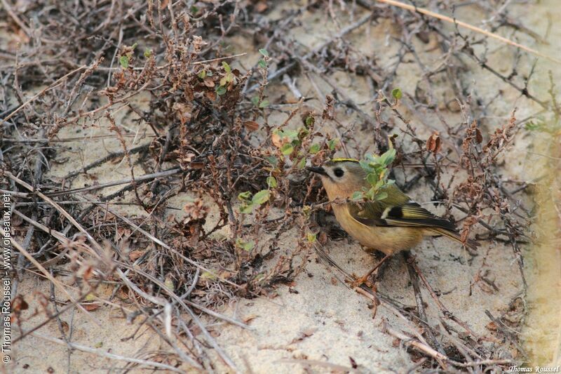 Goldcrest, identification