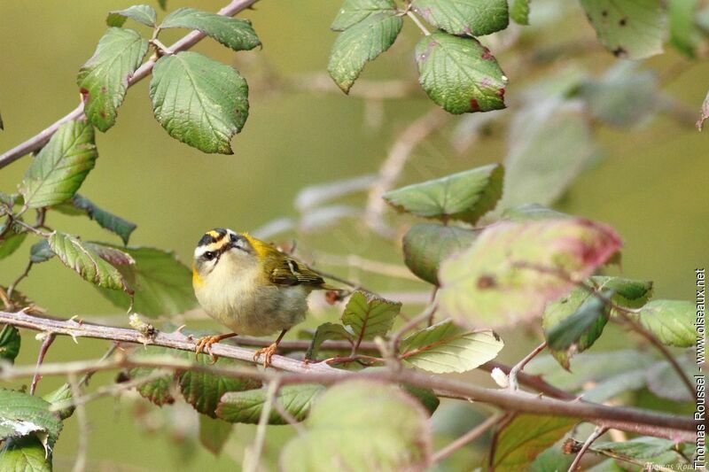 Common Firecrest