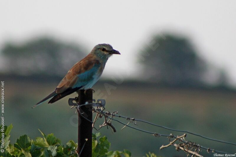 European Roller, identification