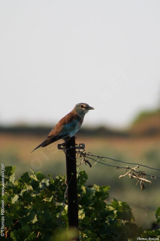 European Roller, identification