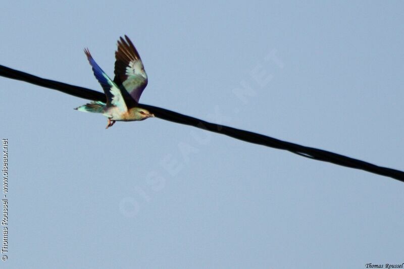 European Roller, Flight