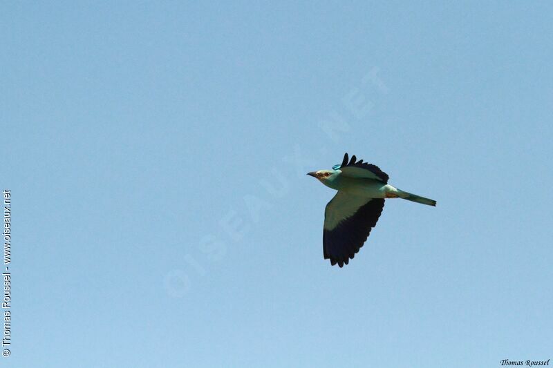 European Roller, Flight