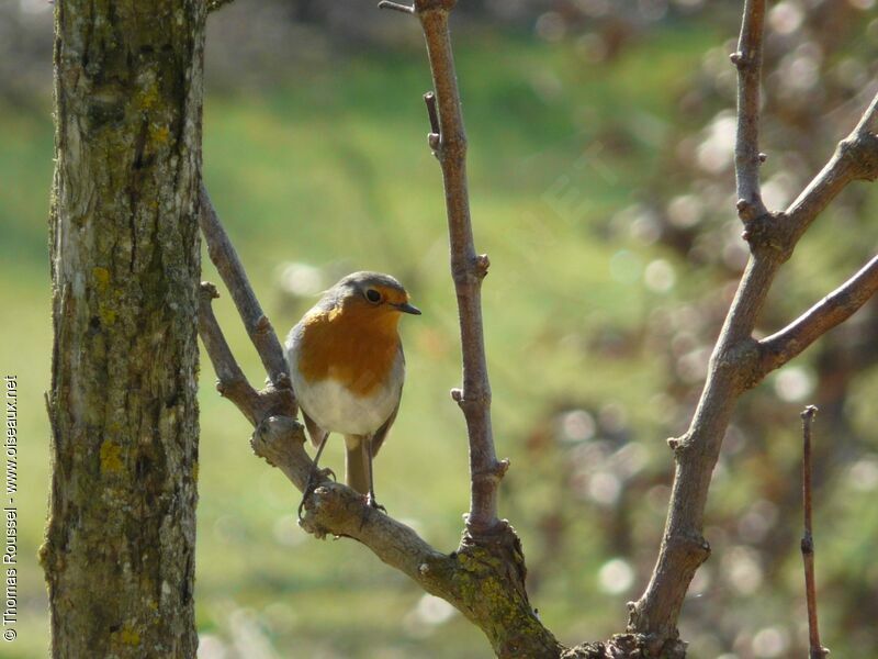 European Robin