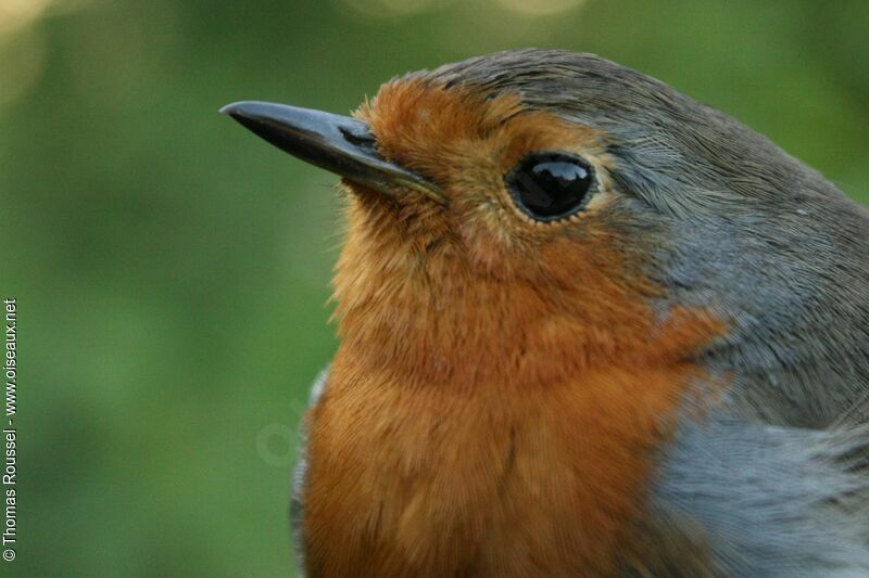 European Robinadult