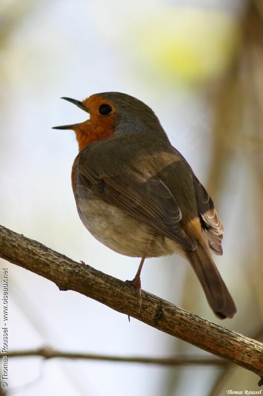 Rougegorge familier, identification, chant