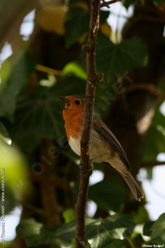 European Robin, identification, song