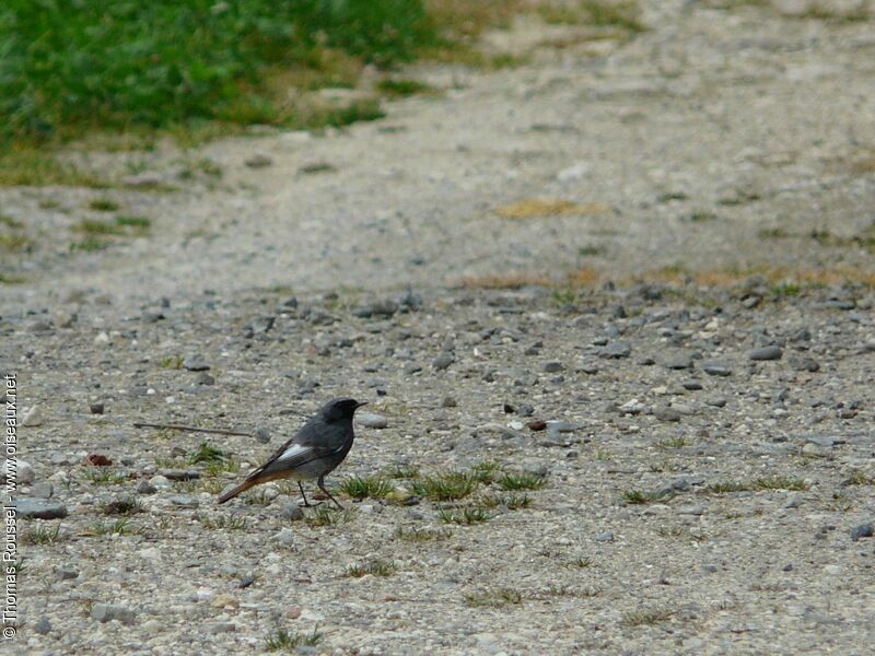 Rougequeue noir mâle adulte, identification