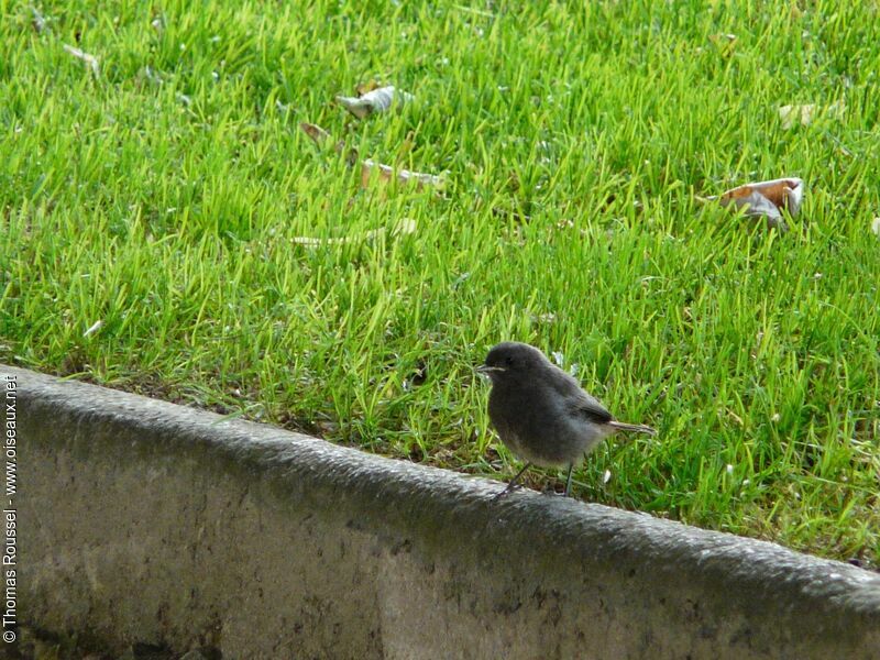 Black Redstartjuvenile