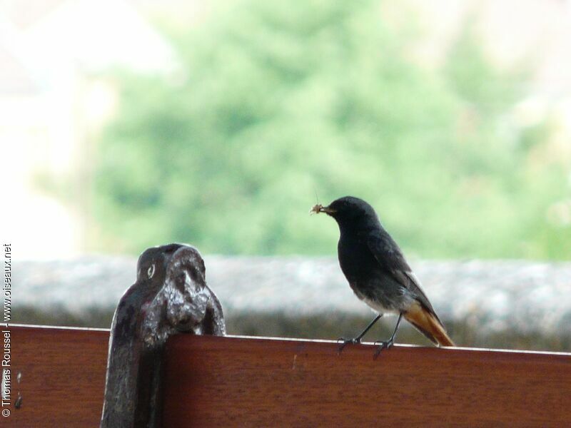 Black Redstart male adult, identification