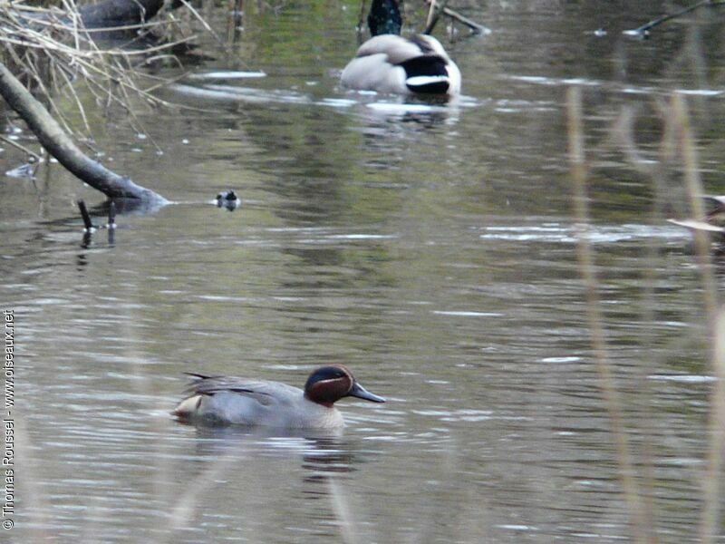 Sarcelle d'hiver mâle adulte, identification