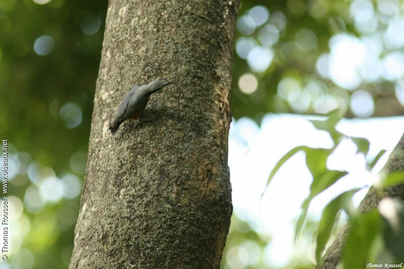 Indian Nuthatch