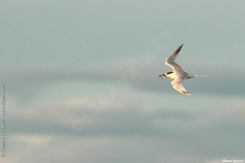 Sandwich Tern, Flight