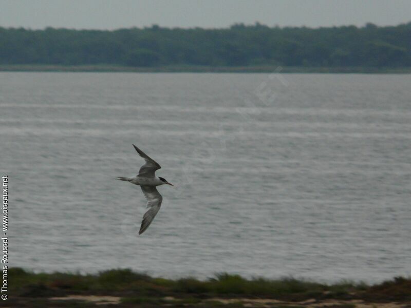 Common Tern, Flight