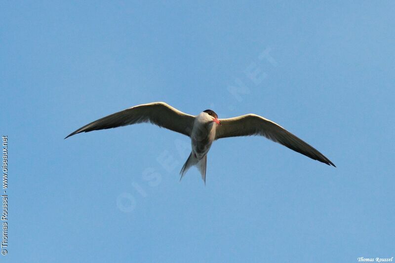 Common Tern, Flight