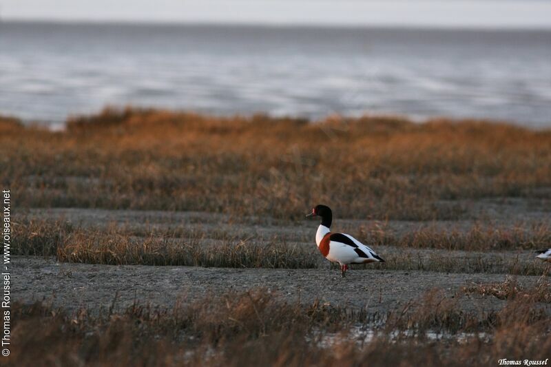 Common Shelduck, identification