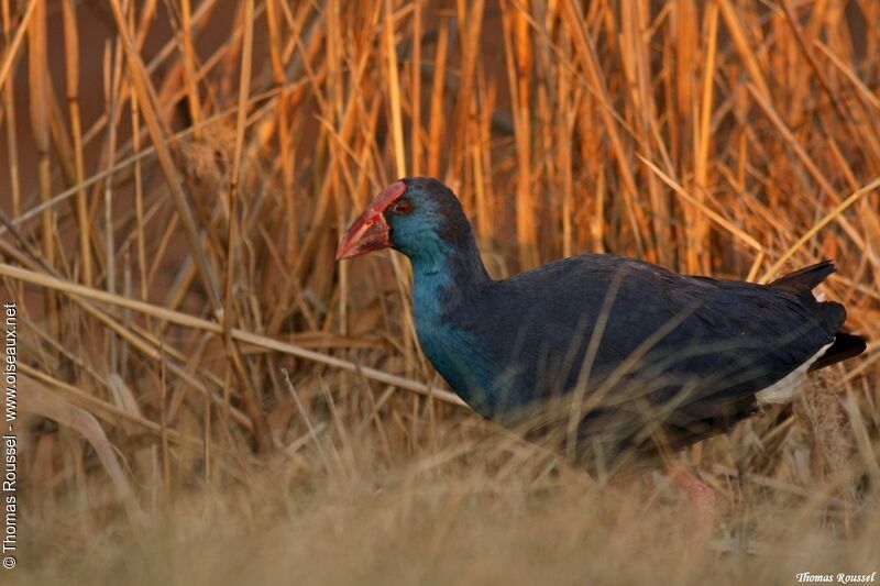 Western Swamphen