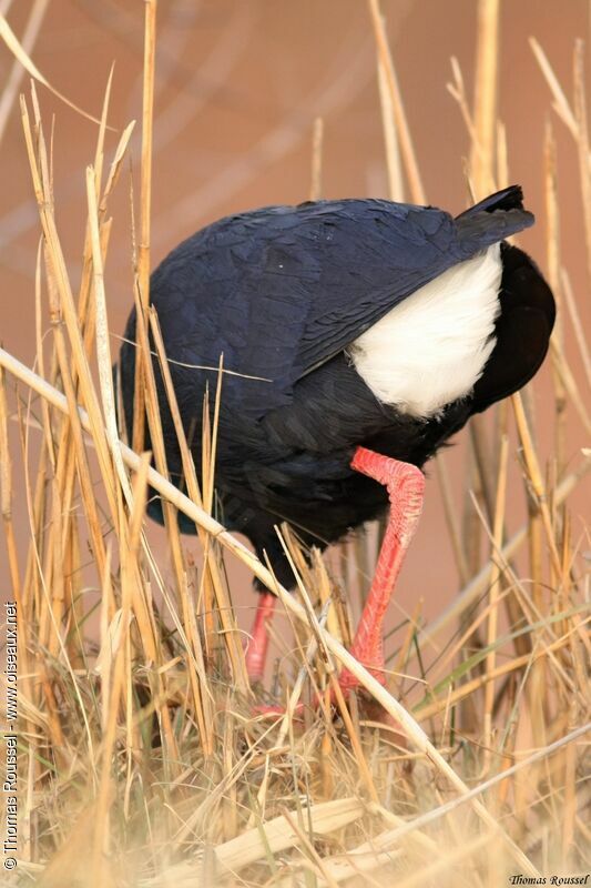 Western Swamphen