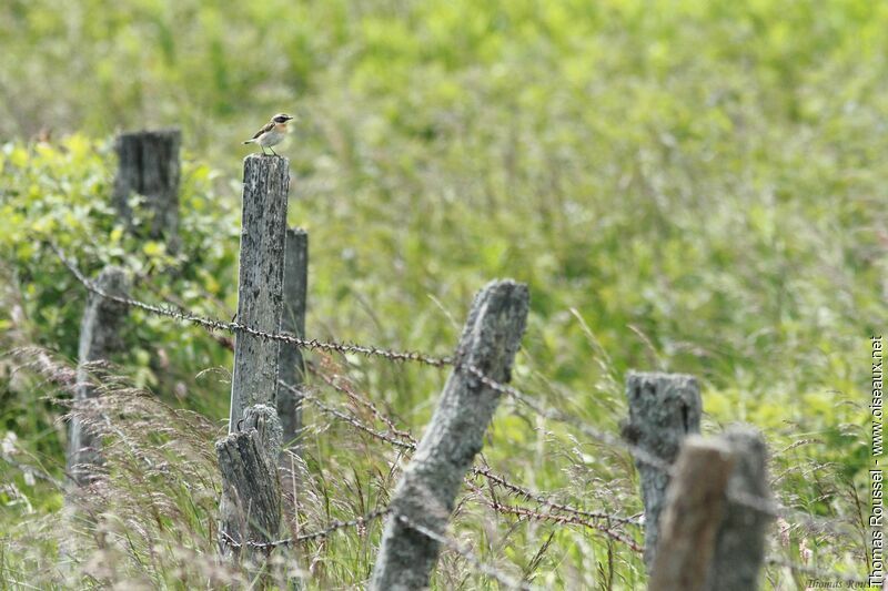 Whinchat