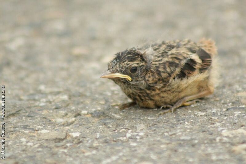 European Stonechatjuvenile, identification