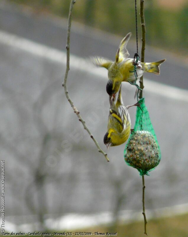 Eurasian Siskin male adult, Behaviour