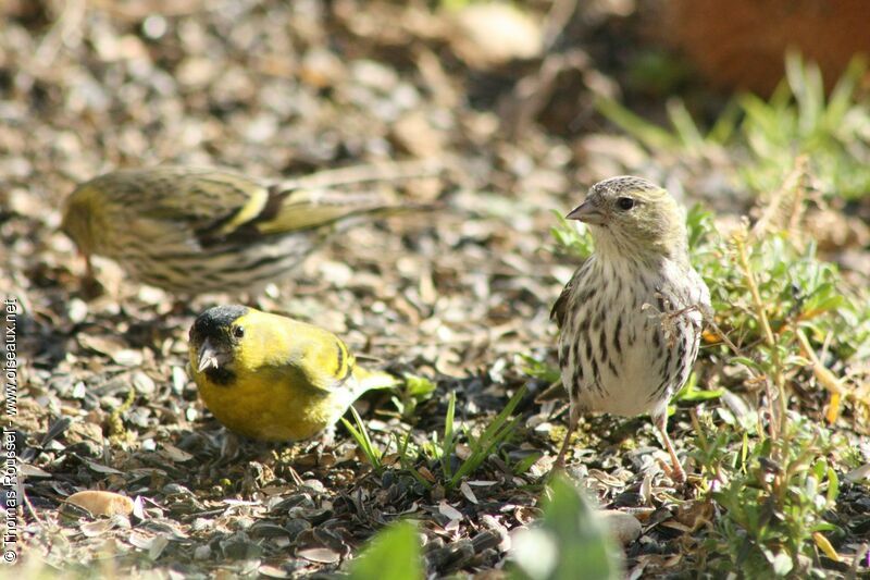 Eurasian Siskin , identification