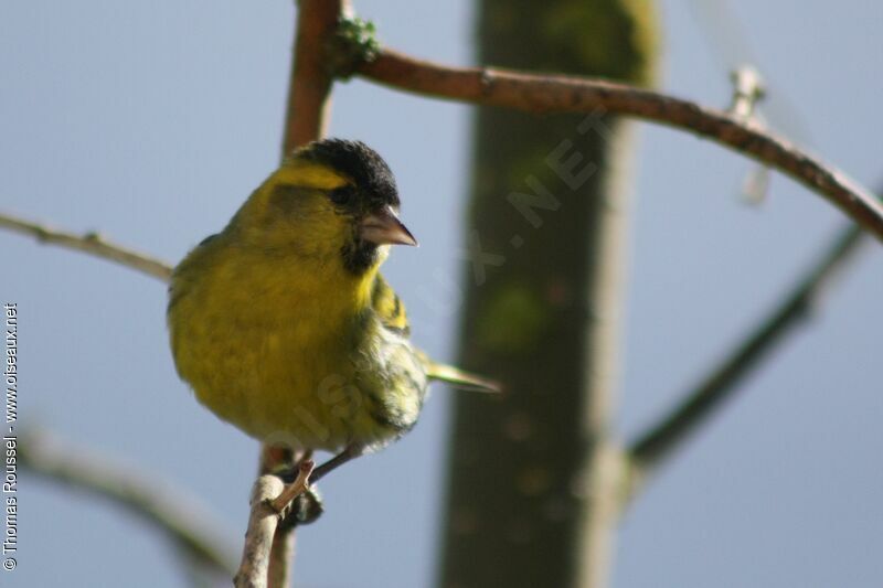 Eurasian Siskin