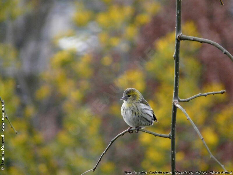 Eurasian Siskin