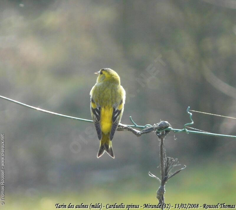 Eurasian Siskin male adult