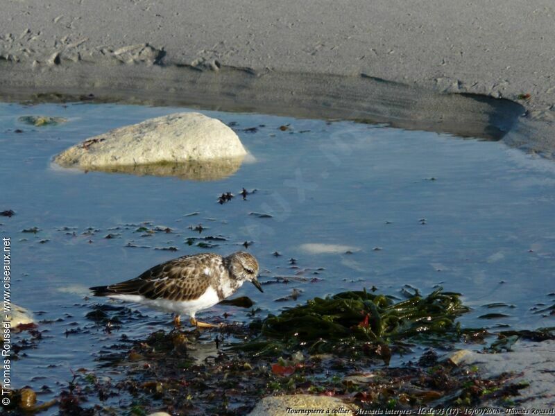 Ruddy Turnstone